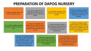 1.1.Locate a suitable field in the
vicinity of water source.
1.2.properly irrigate the field.
Plow and harrow it twice to
puddle the soil and remove the
weeds.
1.3. To facilitate levelling, flood
the area 2 cm above the soil
surface
1.4.Prepare puddled seedbeds 1
m wide end of suitable length.
The seedbeds are raised 3 cm by
taking some soil from the
footpath.
1.5. Level the seedbed carefully
and allow the soil to settle for a
day.
1.6.Cover the seedbed with
plastic sheets or banana leaves.
This prevents the roots of the
seedlings from penetrating into
the soil.
7.7.Peg sliced plastic sheets or
banana bracts along the sides of
the seedbeds prevent the soil
and the seeds from being
washed away.
7.8.Sow the pregerminated
seeds directly onto the plastic
sheet or banana leaves. Use 1 kg
seeds/sq.m. Seedlings from 60
kg seeds. This will be enough to
plant 1 hectare.
7.9.Cover the seedbeds lightly
with dry rice strew to protect
the seedlings from birds. The
straw should be disease -- and
insect free. Remove the straw
on the sixth day when the
seedlings are big enough
7.10.Tap the seedlings lightly
with a broom/stick at least two
times a day to make sure that all
the rice seeds meet the base of
the seedbed.
7.11.The seedlings are ready for
transplanting approximately 10-
14 days after sowing. Simply roll
up the seedlings as you would a
mat and carry them to the
paddies for planting.
PREPARATION OF DAPOG NURSERY
 