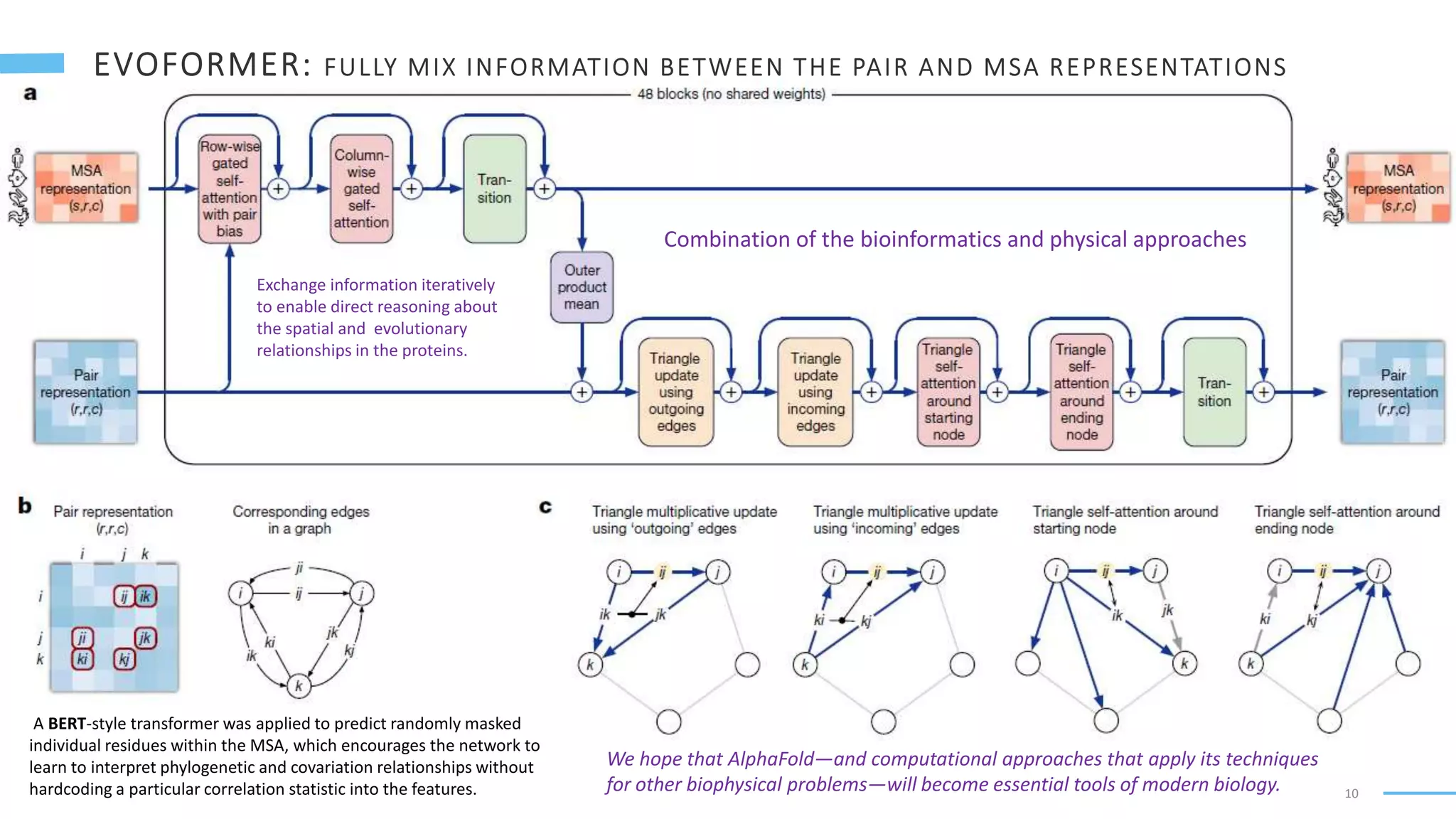 10
A BERT-style transformer was applied to predict randomly masked
individual residues within the MSA, which encourages the network to
learn to interpret phylogenetic and covariation relationships without
hardcoding a particular correlation statistic into the features.
Exchange information iteratively
to enable direct reasoning about
the spatial and evolutionary
relationships in the proteins.
Combination of the bioinformatics and physical approaches
We hope that AlphaFold—and computational approaches that apply its techniques
for other biophysical problems—will become essential tools of modern biology.
 