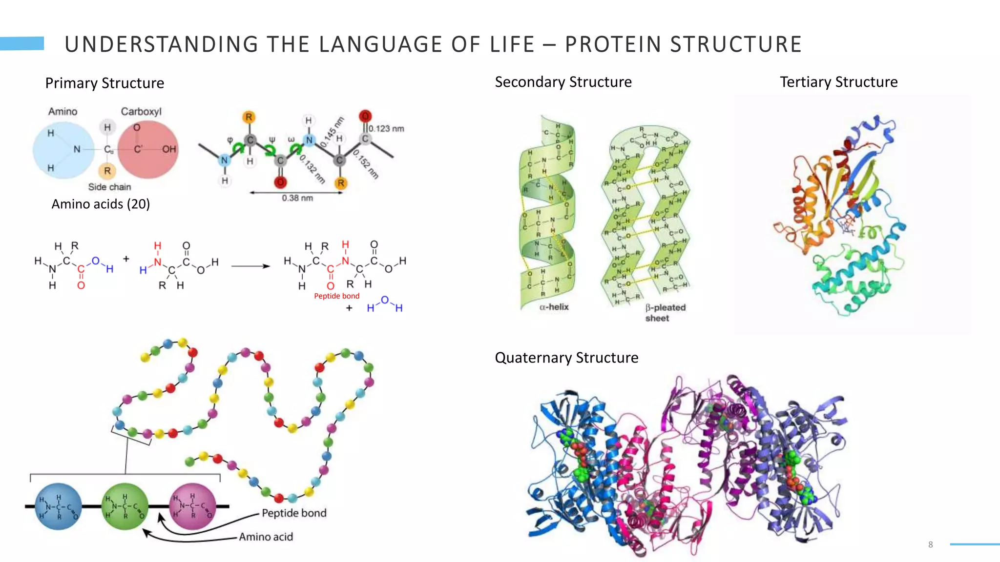 8
Primary Structure
Amino acids (20)
Peptide bond
Secondary Structure Tertiary Structure
Quaternary Structure
 