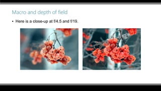 Macro and depth of field
▪ Here is a close-up at f/4.5 and f/19.
 