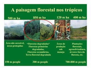 A paisagem florestal nos trópicos
  500 m ha                   850 m ha             120 m ha         400 m ha




Área não acessível,    “Florestas degradadas”     Áreas de        Plantações
 áreas protegidas        Florestas primárias      produção         florestais,
                             degradadas,             sob       agrossilvicultura,
                       Florestas secundárias,      manejo       árvores fora da
                      Terra florestal degradada                  floresta, etc.


150 m people                300 m people                     700-800 m people
 