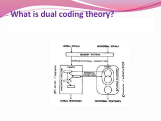Aittpavio's dual coding theory | PPT