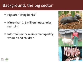 Value chain actors’ practices associated with the spread of African swine fever disease in smallholder pig systems in Uganda
