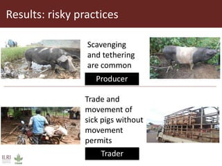 Value chain actors’ practices associated with the spread of African swine fever disease in smallholder pig systems in Uganda