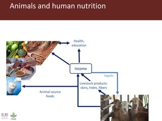 Healthy animals for healthy food