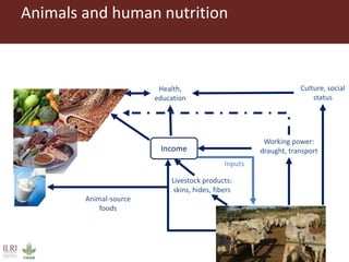 Healthy animals for healthy food