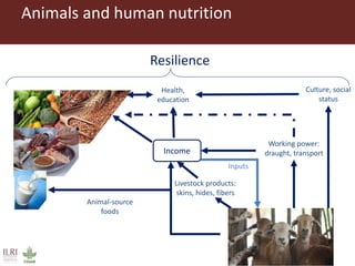 Healthy animals for healthy food