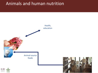 Healthy animals for healthy food