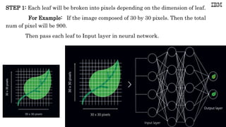 STEP 1: Each leaf will be broken into pixels depending on the dimension of leaf.
For Example: If the image composed of 30 by 30 pixels. Then the total
num of pixel will be 900.
Then pass each leaf to Input layer in neural network.
 