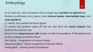  At 5th week IUL, cells of ectoderm form a single-layer periderm or epitrichium.
 Periderm proliferates into 3 layers; inner stratum basale, intermediate layer, and
outer periderm.
 4th month, the 5 epidermal layers appear
 5th month, the periderm peels off and can also form the vernix caseosa that
protects the embryo’s skin
 Dermis from mesenchymal cells (cluster of cells of mesoderm)  fibroblasts that
produce collagen and elastic fibers
 Hair follicle – invagination of stratum basale
 Sebaceous gland – lateral invagination of the hair follicle
 Sweat gland - inward growth of epidermis
11
Embryology
 