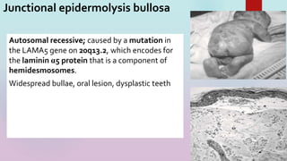 18
Junctional epidermolysis bullosa
Autosomal recessive; caused by a mutation in
the LAMA5 gene on 20q13.2, which encodes for
the laminin α5 protein that is a component of
hemidesmosomes.
Widespread bullae, oral lesion, dysplastic teeth
 