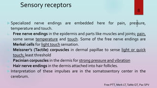 Sensory receptors
 Specialized nerve endings are embedded here for pain, pressure,
temperature and touch.
1. Free nerve endings in the epidermis and parts like muscles and joints; pain,
some sense temperature and touch. Some of the free nerve endings are
Merkel cells for light touch sensation.
2. Meissner’s (Tactile) corpuscles in dermal papillae to sense light or quick
touch; least threshold
3. Pacinian corpuscles in the dermis for strong pressure and vibration
4. Hair nerve endings in the dermis attached into hair follicles.
 Interpretation of these impulses are in the somatosentory center in the
cerebrum.
3/16/2023
8
Free PTT, Merk LT,TaMe QT, Pac SPV
 