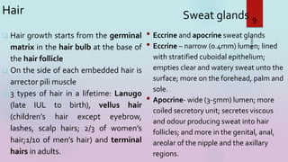 Hair
 Hair growth starts from the germinal
matrix in the hair bulb at the base of
the hair follicle
 On the side of each embedded hair is
arrector pili muscle
 3 types of hair in a lifetime: Lanugo
(late IUL to birth), vellus hair
(children’s hair except eyebrow,
lashes, scalp hairs; 2/3 of women’s
hair;1/10 of men’s hair) and terminal
hairs in adults.
3/16/2023
9
Sweat glands
• Eccrine and apocrine sweat glands
• Eccrine – narrow (0.4mm) lumen; lined
with stratified cuboidal epithelium;
empties clear and watery sweat unto the
surface; more on the forehead, palm and
sole.
• Apocrine- wide (3-5mm) lumen; more
coiled secretory unit; secretes viscous
and odour producing sweat into hair
follicles; and more in the genital, anal,
areolar of the nipple and the axillary
regions.
 