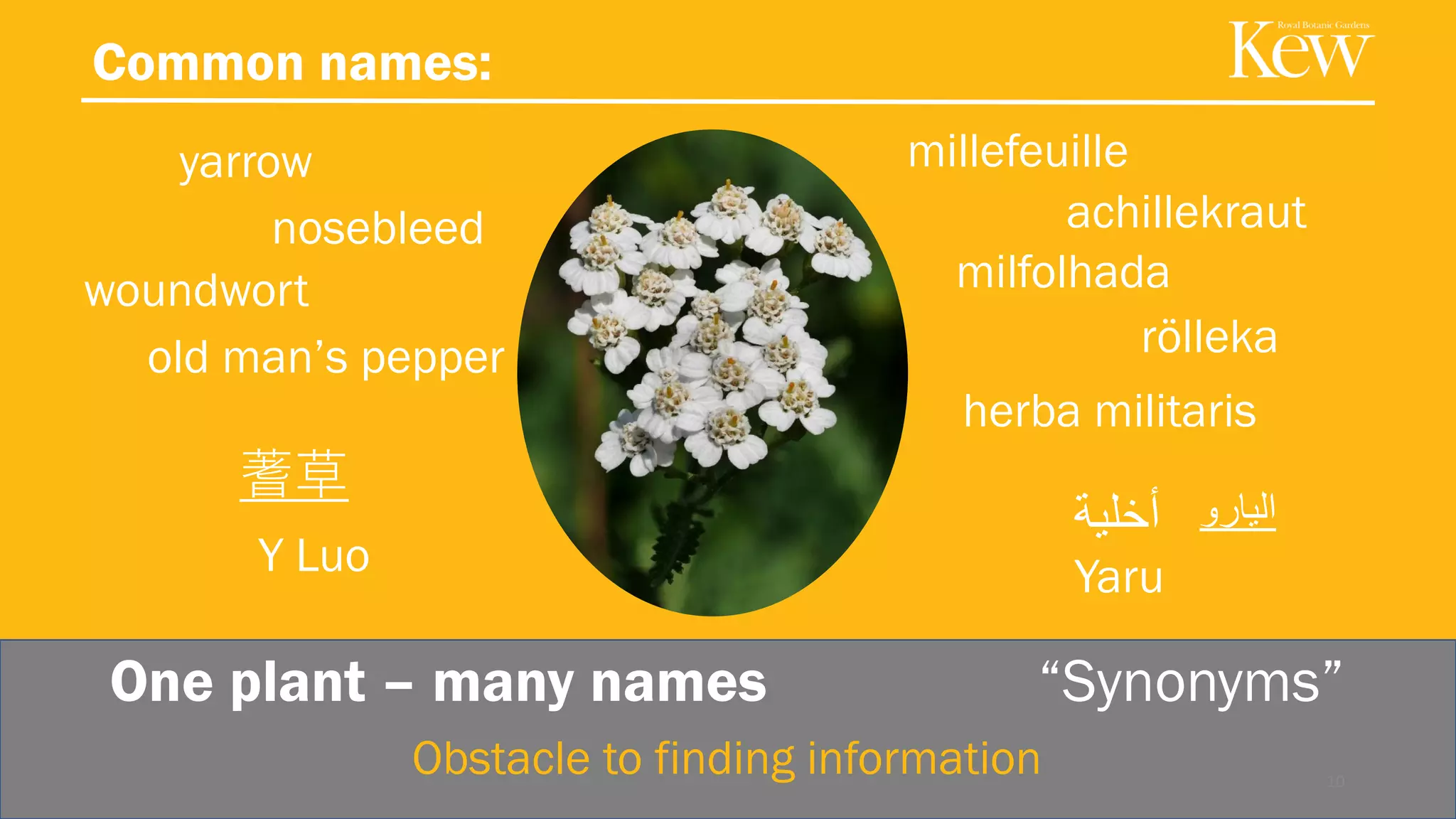 One plant – many names “Synonyms”
Common names:
yarrow millefeuille
achillekraut
herba militaris
nosebleed
woundwort
old man’s pepper
10
Y Luo
蓍草
rölleka
‫اليارو‬‫أخلية‬
Yaru
milfolhada
Obstacle to finding information
 