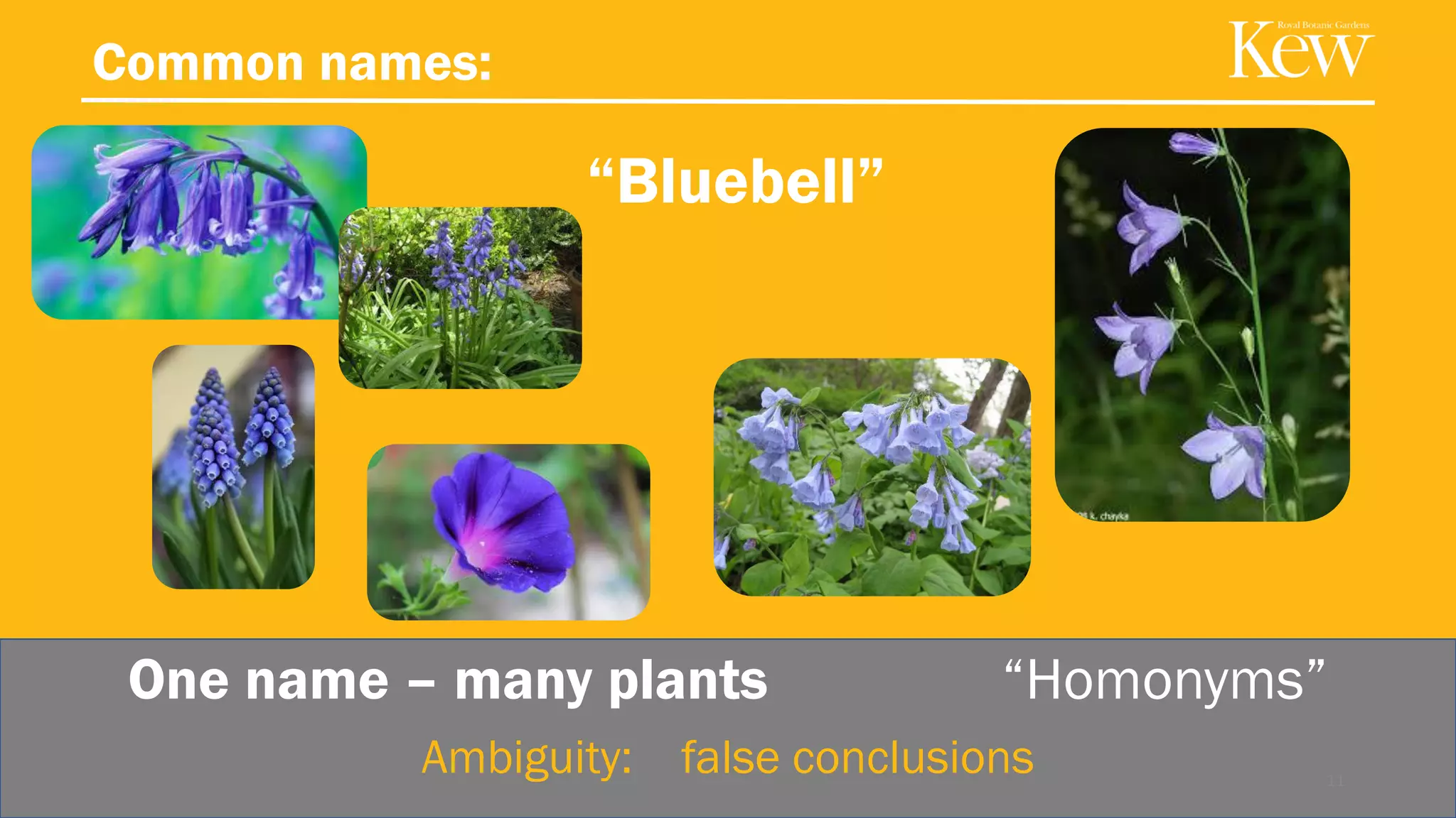 Common names:
One name – many plants “Homonyms”
“Bluebell”
11
Ambiguity: false conclusions
 