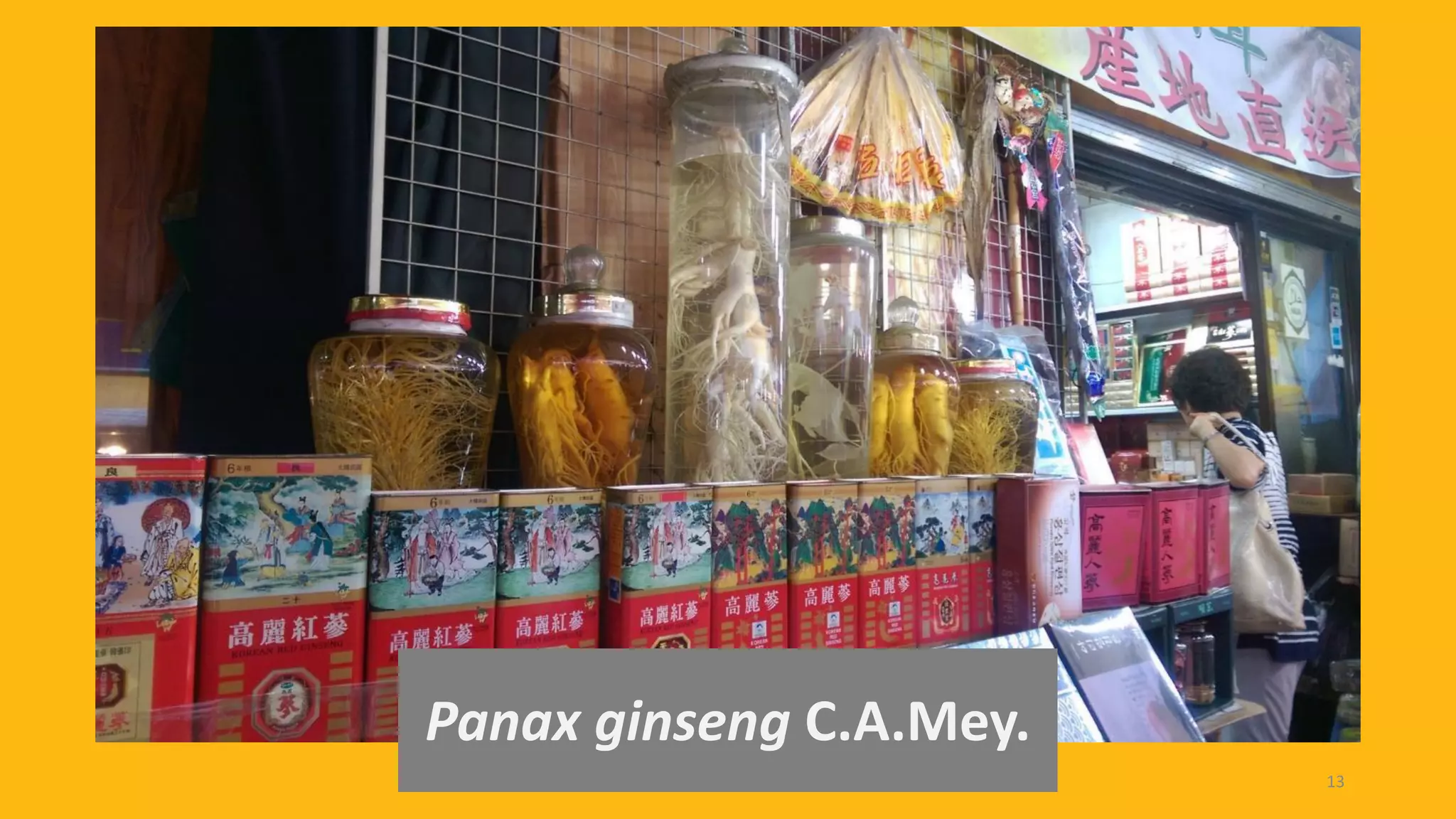 Panax ginseng C.A.Mey.
13
 