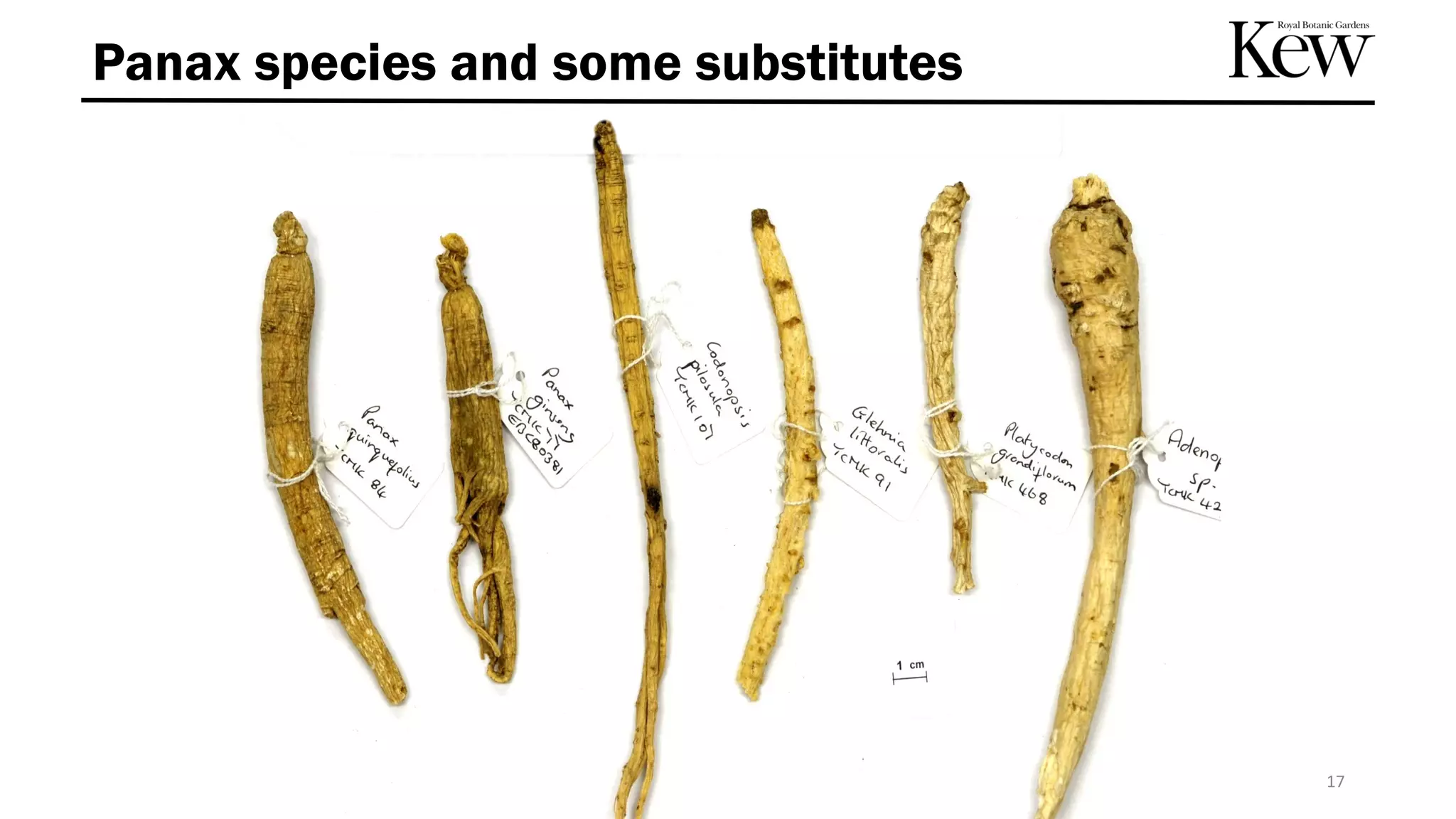 17
Panax species and some substitutes
 
