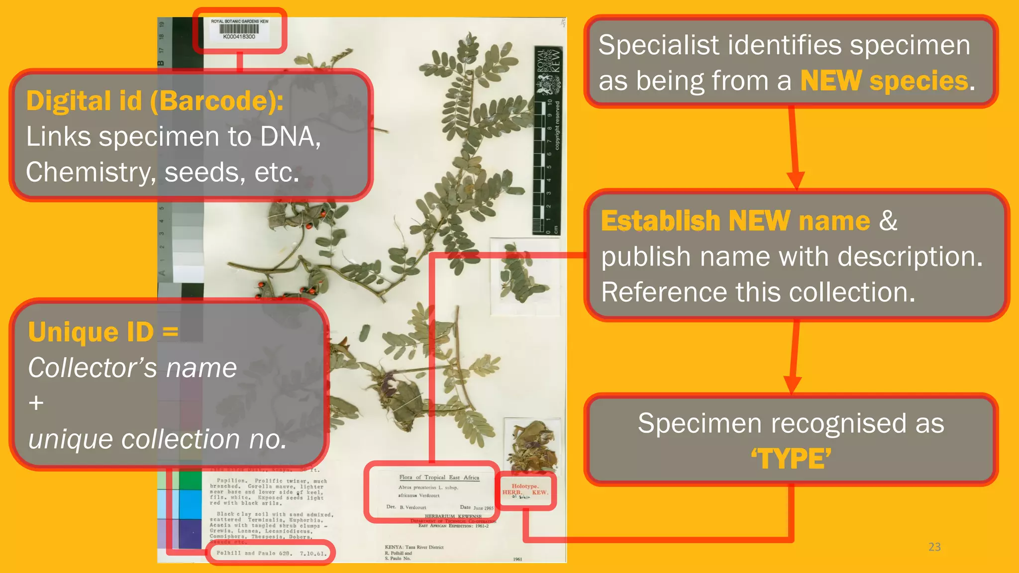 23
Specialist identifies specimen
as being from a NEW species.
Digital id (Barcode):
Links specimen to DNA,
Chemistry, seeds, etc.
Unique ID =
Collector’s name
+
unique collection no.
Establish NEW name &
publish name with description.
Reference this collection.
Specimen recognised as
‘TYPE’
 