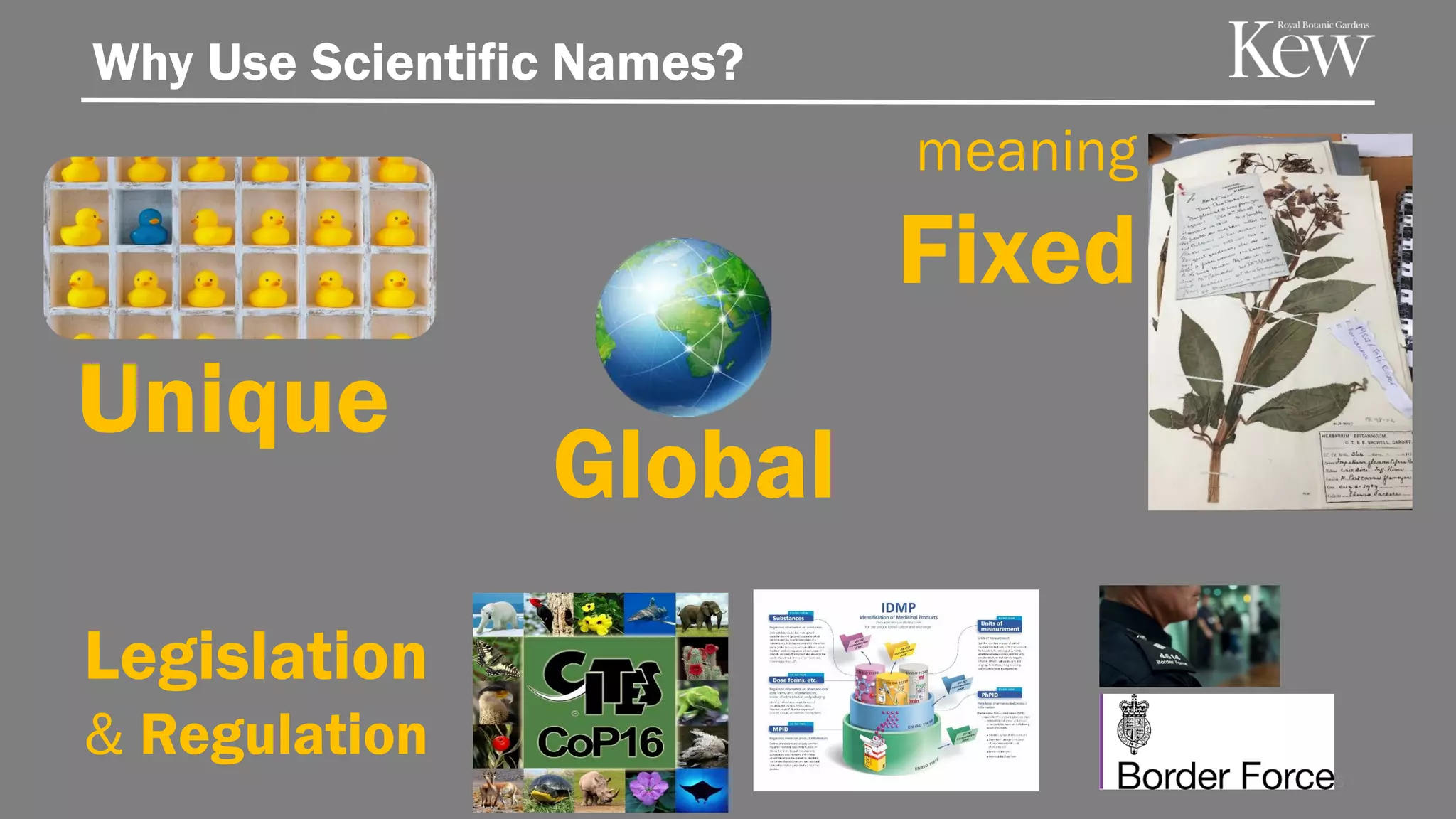 Why Use Scientific Names?
meaning
Fixed
25
Unique
Global
Legislation
& Regulation
 