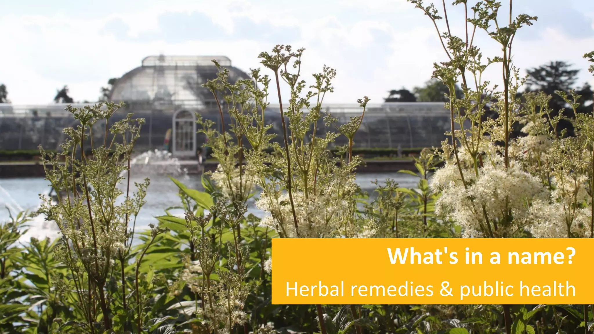 What's in a name?
Herbal remedies & public health
 