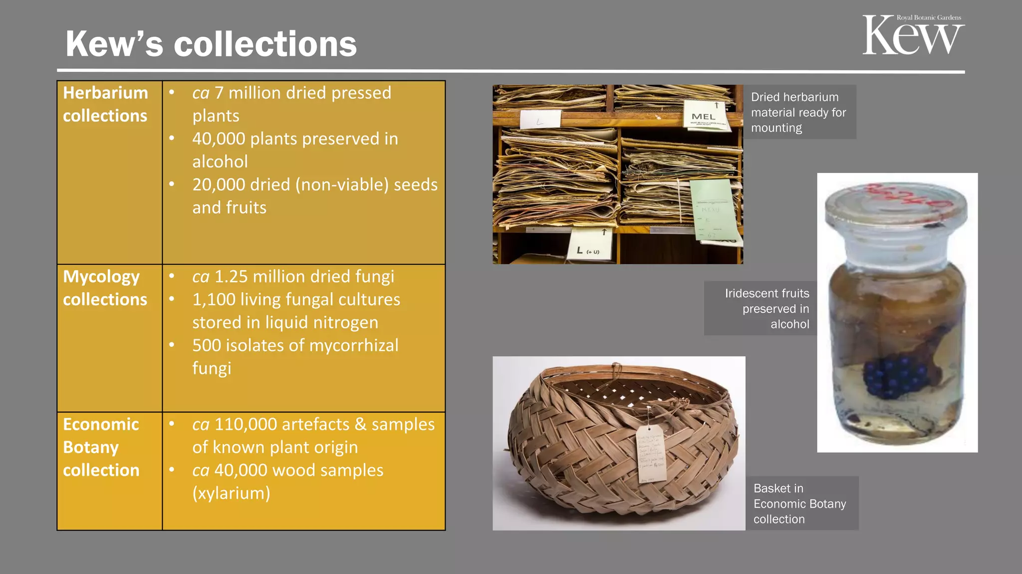 Kew’s collections
Herbarium
collections
• ca 7 million dried pressed
plants
• 40,000 plants preserved in
alcohol
• 20,000 dried (non-viable) seeds
and fruits
Mycology
collections
• ca 1.25 million dried fungi
• 1,100 living fungal cultures
stored in liquid nitrogen
• 500 isolates of mycorrhizal
fungi
Economic
Botany
collection
• ca 110,000 artefacts & samples
of known plant origin
• ca 40,000 wood samples
(xylarium) Basket in
Economic Botany
collection
Dried herbarium
material ready for
mounting
Iridescent fruits
preserved in
alcohol
 