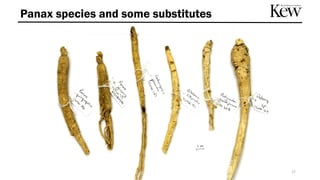 17
Panax species and some substitutes
 