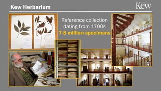 Kew Herbarium
Reference collection
dating from 1700s
7-8 million specimens
24
 