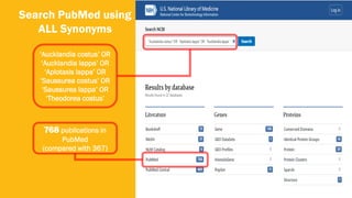 42
Search PubMed using
ALL Synonyms
‘Aucklandia costus’ OR
‘Aucklandia lappa’ OR
‘Aplotaxis lappa’ OR
‘Saussurea costus’ OR
‘Saussurea lappa’ OR
‘Theodorea costus’
768 publications in
PubMed
(compared with 367)
 