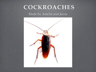 COCKROACHES
 Made by Amelia and Jessie
 
