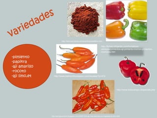 variedadeshttp://taninos.tripod.com/paprikacastellano.htm-pimiento-papikra-aji amarillo-rocoto-ajilimo,ethttp://fichas.infojardin.com/hortalizas-verduras/pimientos-aji-pimiento-morron-pimientos-morrones.htmhttp://www.belmontfoodsperu.com/recetas/?p=412http://www.todocampo.cl/specials.phphttp://perugourmand.blogspot.com/2009/12/el-aji-mas-sabroso-su-majestad-el-limo.html