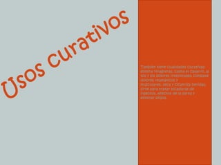 También tiene cualidades curativas: elimina vinagreras, calma el catarro, la tos y los dolores intestinales; combate dolores reumáticos y musculares, seca y cicatriza heridas; sirve para tratar picaduras de insectos, efectos de la sarna y eliminar piojos.Usos curativos