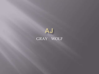 GRAY   WOLF
 