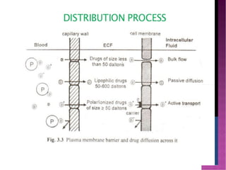 Drug distribution and protein binding | PDF