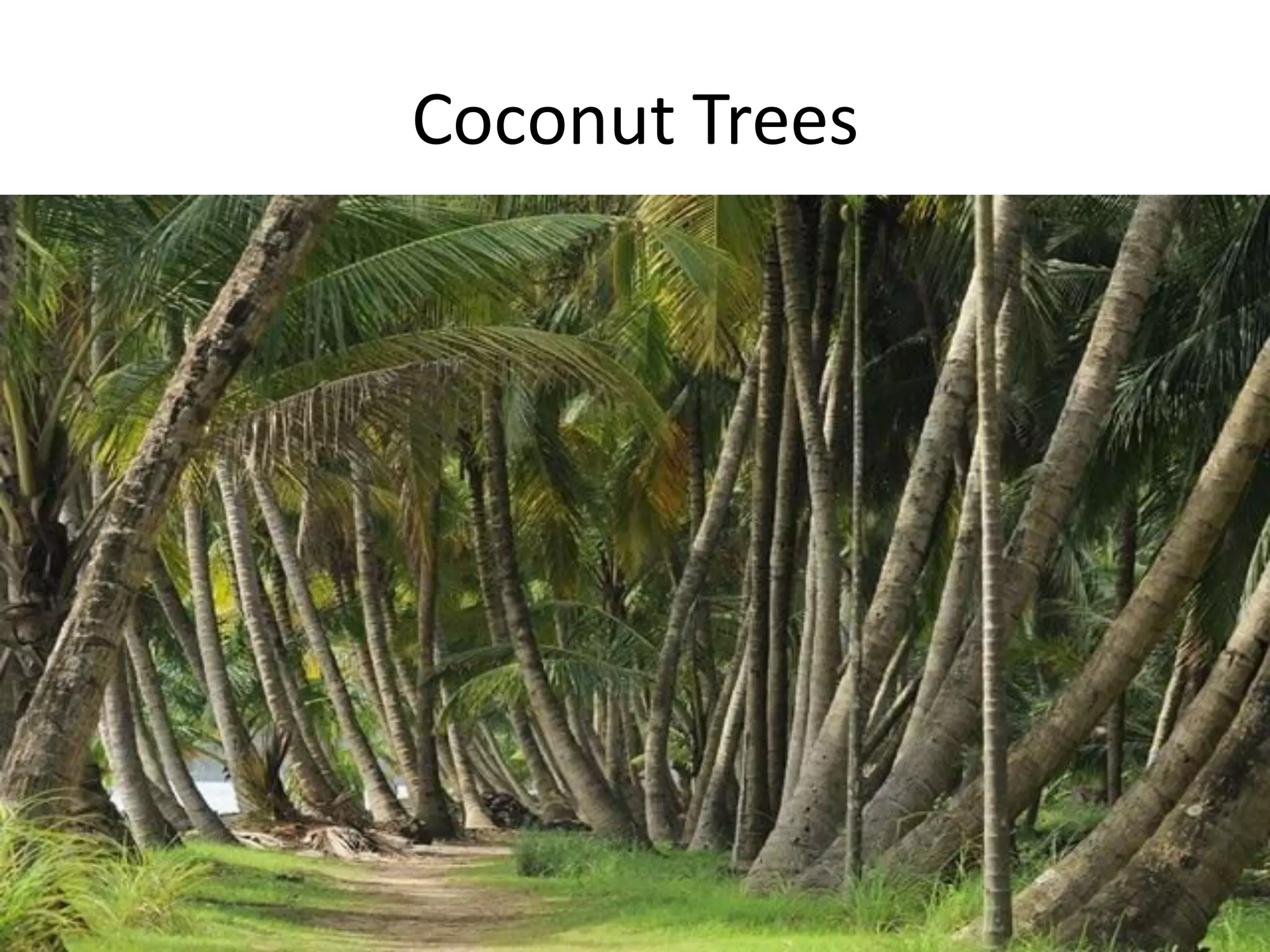 Coconut Trees