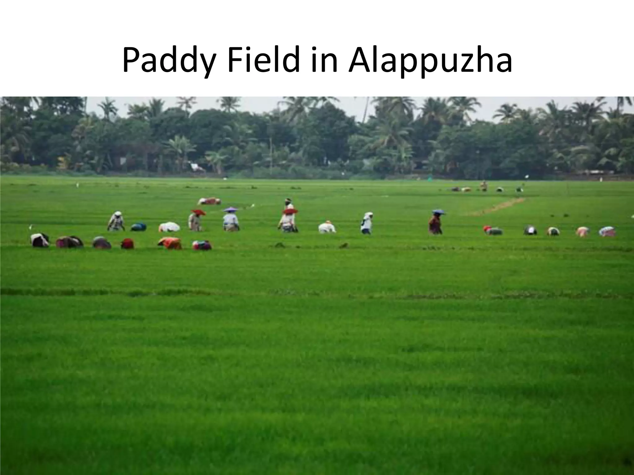 Paddy Field in Alappuzha