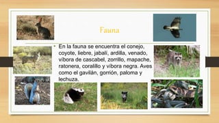 Fauna
• En la fauna se encuentra el conejo,
coyote, liebre, jabalí, ardilla, venado,
víbora de cascabel, zorrillo, mapache,
ratonera, coralillo y víbora negra. Aves
como el gavilán, gorrión, paloma y
lechuza.
 