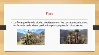 Flora
• La flora que tiene la ciudad de Ajalpan son las cactáceas, arbustos;
en la parte de la sierra predomina por bosques de pino, encino.
 