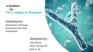 A Seminar
on
“H-YAntigen in Mammals”
Submitted to:-
Department of Zoology
Kurukshetra university
Kurukshetra
Submitted by:-
Ajay Kumar
M.Sc. Zoology (P)
Roll no. 56
 