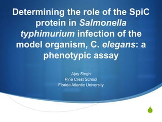 Determining the role of the SpiC
     protein in Salmonella
  typhimurium infection of the
 model organism, C. elegans: a
       phenotypic assay
                  Ajay Singh
              Pine Crest School
          Florida Atlantic University




                                        S
 