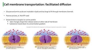 Topic : Membrane transport: Transport of water, ion and biomolecules | PPTX