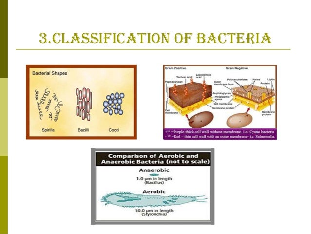 bacterial activity synonym bacterial activity synonym
