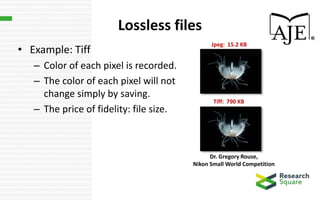 Lossless files
• Example: Tiff
– Color of each pixel is recorded.
– The color of each pixel will not
change simply by saving.
– The price of fidelity: file size.
Dr. Gregory Rouse,
Nikon Small World Competition
Jpeg: 15.2 KB
Tiff: 790 KB
 