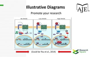 Illustrative Diagrams
Promote your research
(Could be You et al., 2014)
 
