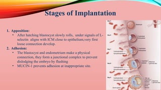 Implantation Example MECHANISM OF IMPLANTATION (DR. AJENTNA ) | PPTX