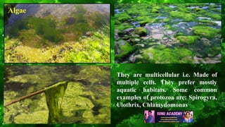 Algae
They are multicellular i.e. Made of
multiple cells. They prefer mostly
aquatic habitats. Some common
examples of pro...