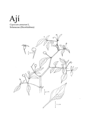 Ají
Capsicum annurum L.
Solanaceae (Dicotiledónea)
 