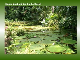 Museu Zoobotânico Emílio Goeldi 