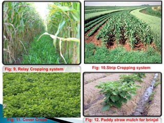 Fig: 9. Relay Cropping system Fig: 10.Strip Cropping system
Fig: 11. Cover Crops Fig: 12. Paddy straw mulch for brinjal
 