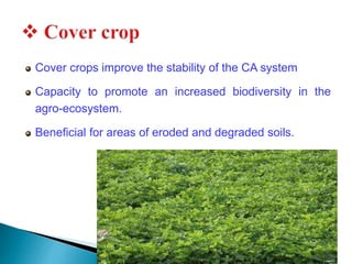 Cover crops improve the stability of the CA system
Capacity to promote an increased biodiversity in the
agro-ecosystem.
Beneficial for areas of eroded and degraded soils.
 