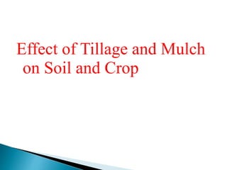 Effect of Tillage and Mulch
on Soil and Crop
 